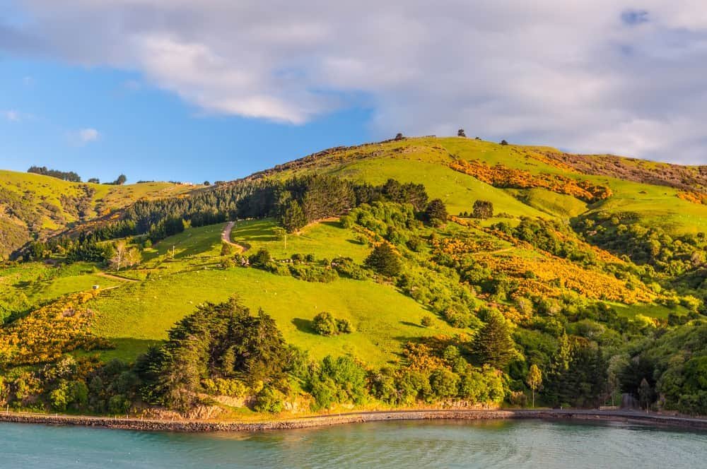 Things to Do in New Zealand South Island - Otago Peninsula