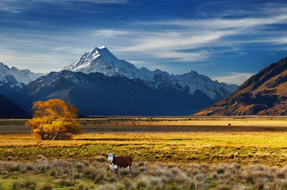 Things to Do in New Zealand South Island - Waipara Wine Tours